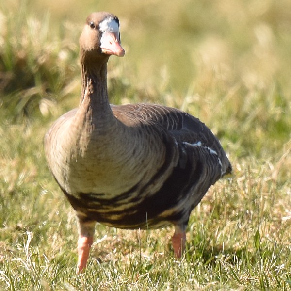 Blässgans