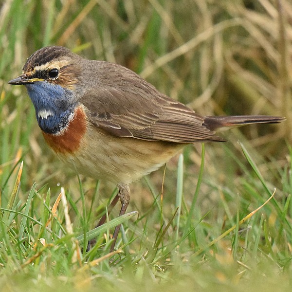 Blaukehlchen, Männchen