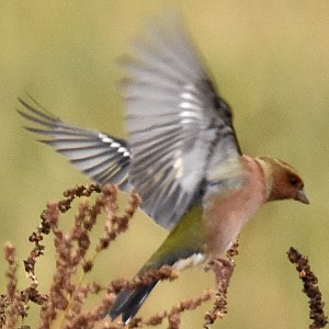 Buchfink, Flügel, junges Männchen
