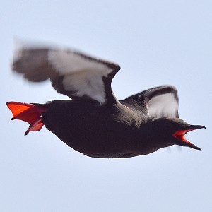 Gryllteiste, Prachtkleid, Flug