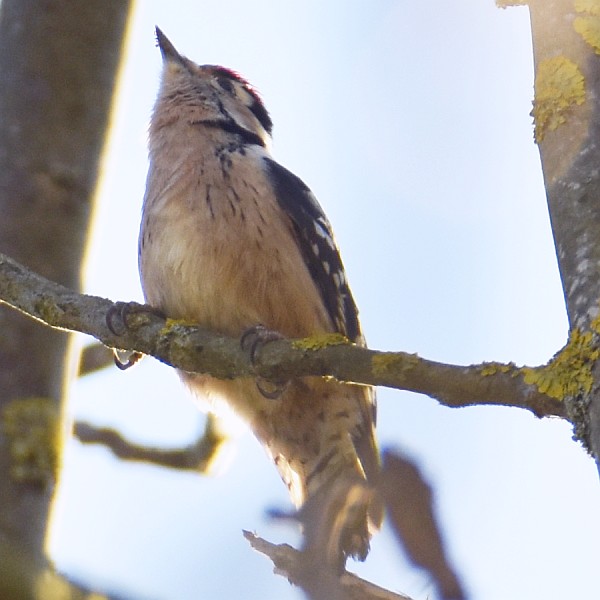 Kleinspecht, M&auml;nnchen