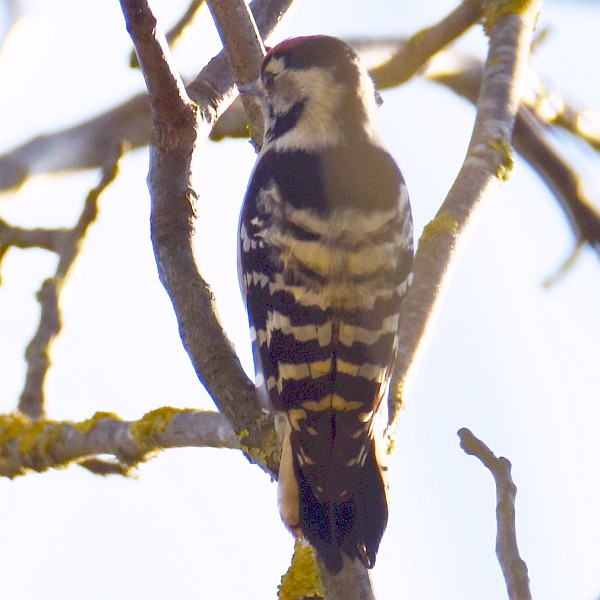 Kleinspecht, M&auml;nnchen