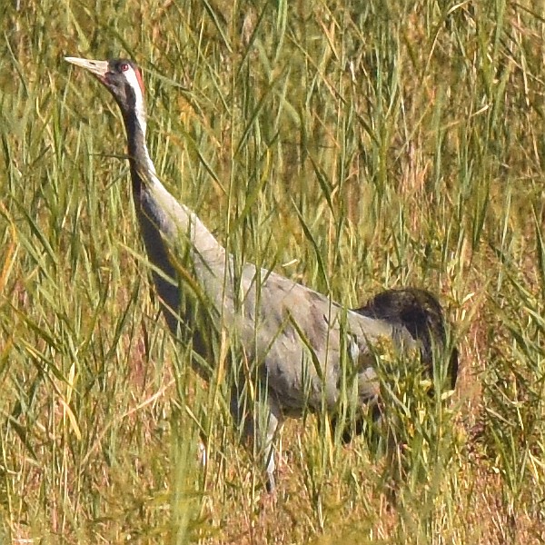 Kranich