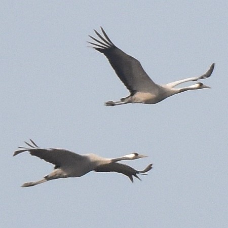 Kraniche, Flug