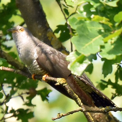 Kuckuck, Männchen