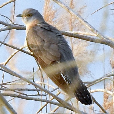 Kuckuck, Weibchen