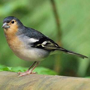 La Palma Buchfink, Männchen