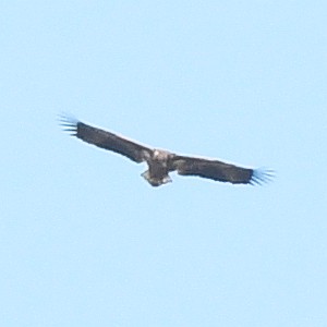 Seeadler, Flug, Jugendkleid