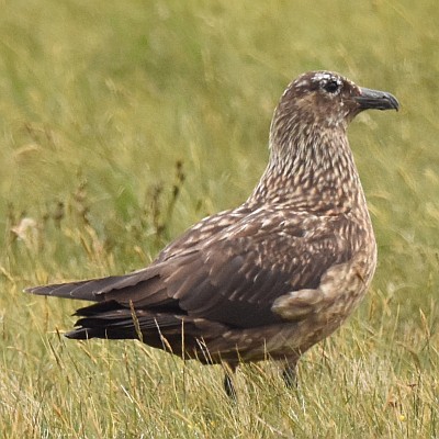 Skua