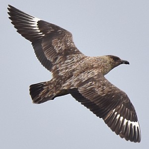 Skua, Flug