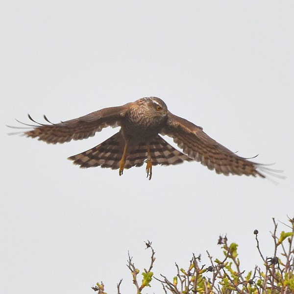 Sperber, Weibchen, Flug