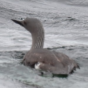Sterntaucher, Prachtkleid