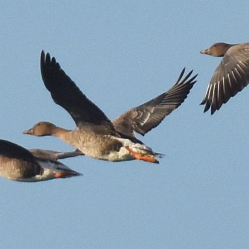 Tundrasaatgans, Flug