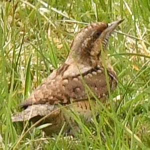 Wendehals